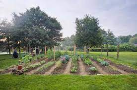 how to start a vegetable garden in 9