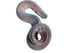 Image result for hagfish