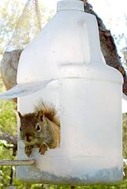 14 diy squirrel feeder ideas to feed