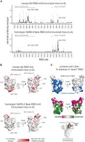 Mosaic RBD nanoparticles protect against challenge by diverse  sarbecoviruses in animal models | Science