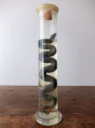 Wet Specimen 【Snake】 (D0518) | フランスアンティーク家具・照明・博物系・理系雑貨・店舗什器・通販 | JOGLAR  (ジョグラール)