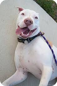 The history of american staffordshire terrier breed has more than 300 years. Woodland Hills Ca Dogo Argentino Meet Charlie Chaplin A Pet For Adoption