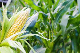 What is the best way to grow corn?