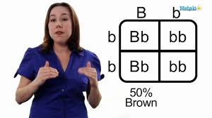The punnet square shows the possible genotypes of the offspring. Learn Biology How To Draw A Punnett Square Youtube