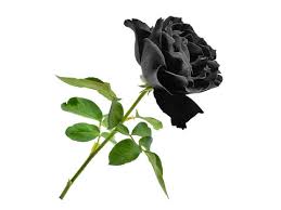 black rose white background images