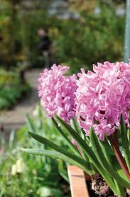 Le bulbose fanno parte delle piante più facili da coltivare. Viridea Garden Center E Il Tuo Centro Giardinaggio Di Fiducia Bellissimi Fiori Fiore Di Primavera Fiori