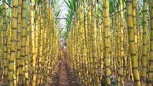 A Pilot Project To Increase Ups Sugarcane Yields Moneycontrol Com