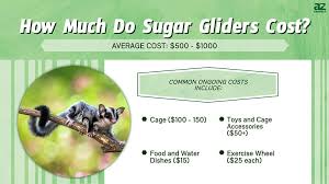 sugar glider s purchase cost