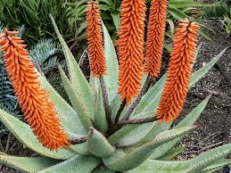 Barbedensis (aloe vera) tends to be almost vase shape with more upright, vase shape and yellow flowers. Aloe Ferox Cape Aloe World Of Succulents