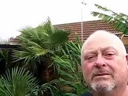 To find high quality washingtonia robusta, trachycarpus fortunei. Washingtonia Robusta Survives Uk 2009 Blizzards Life History 16 Years From Seed Youtube