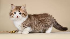 where to find munchkin cats in uk
