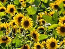 What can I use to fertilize my sunflowers?