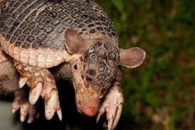 meet the northern tailed armadillo