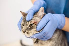 symptoms of allergies in cats the