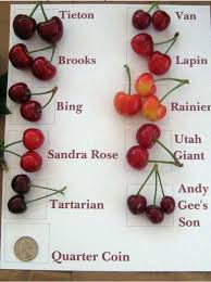 Cherry Types Charts 20 Cherry Varieties Available Types