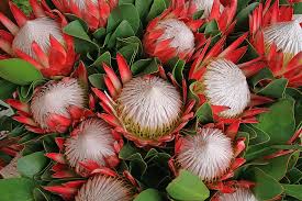 The porcupine appearance of this flower (3 to 5 inches in diameter) is deceptive; Proteas 1080p 2k 4k 5k Hd Wallpapers Free Download Sort By Relevance Wallpaper Flare