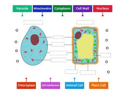 These cells have a true nucleus, which houses dna and is separated from other cellular structures by a nuclear membrane. Animal Plant Cell Teaching Resources
