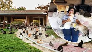 California 'Crazy Cat Lady' Shares Her Home With 1,100 Feral Felines, Finds  New Homes for Them