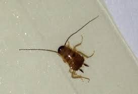 baby roaches a complete guide