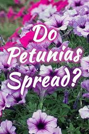 do petunias spread garden tabs