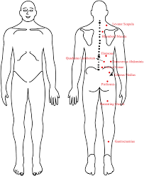 effect of transversus abdominis muscle