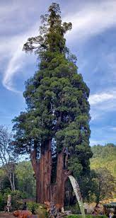 grandfather tree grandfather tree