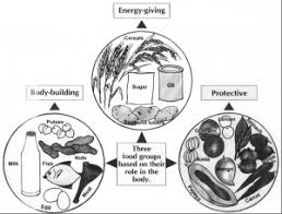 food and its components practically