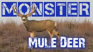 Below is a quick n dirty guide to scoring mule deer and estimating your bucks gross score. Deer Scoring The Easy Way How To Field Judge Mule Deer With Mike Eastman Youtube