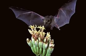 13 facts about bats for halloween