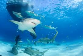 Shark Species Id The Lemon Shark Album On Imgur