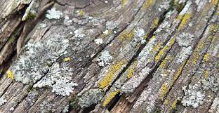 how to easily remove lichen on outdoor