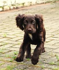 All puppies come with a one year guarantee against hip dysplasia. Reddit Meet Rosie Boykin Spaniel Puppies Cocker Spaniel Puppies Spaniel Puppies