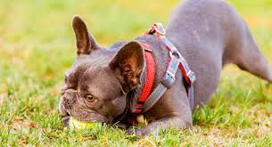 Best French Bulldog Harness Which Frenchie Harness Is Best
