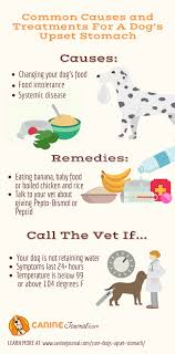 Sudden weight gain or bloating can be a sign of cancer in dogs. What To Give A Dog For Upset Stomach Remedies To Settle A Sick Tummy Caninejournal Com