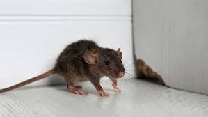 How To Get Rid Of Mice Rats And Other