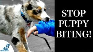 How to train a puppy not to bite. Stop Puppy Biting With These 7 Rules For Training Youtube
