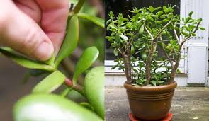 prune a jade to get a big bushy plant
