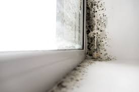 telltale signs of mold in your home