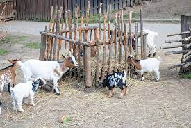 11 diy goat hay feeder plans you can