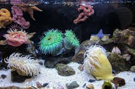 sea anemones in a reef aquarium