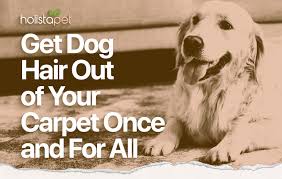 how to get dog hair out of carpet 5