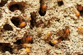 subterranean termites on your home