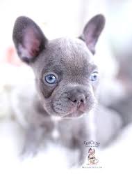 Get advice from breed experts and make a safe choice. Teacup Frenchie Royal Micro Mini Vs Tea Cup French Bulldog Lilac And Tan French Bulldogs Tea Teacup Puppies French Bulldog Puppies Blue French Bulldog Puppies