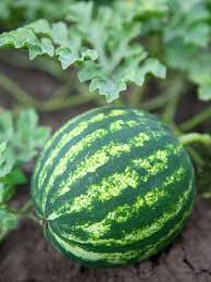 Watermelon Grow Guide