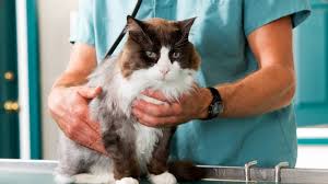 lumps and ps in cats what causes