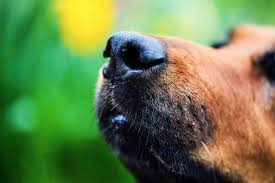 why is my dog s nose runny learn 7
