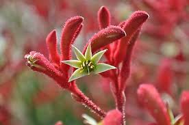 Tall Kangaroo Paw red/green A. flavidus Seeds Drought Tolerant Native Cut  Flower | eBay