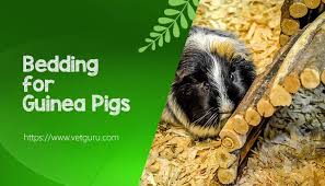 best guinea pig bedding our top 5