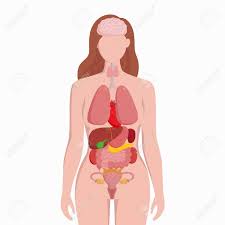 Over 38,469 human internal organ pictures to choose from, with no signup needed. Human Female Body With Internal Organs Schema Flat Infographic Royalty Free Cliparts Vectors And Stock Illustration Image 103853589