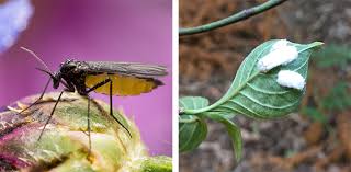 Indoor Plant Pests How To Get Rid Of